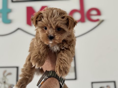 Petmode köpek çiftliğinde ziyarete açık tea cup morkie