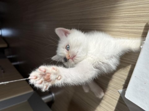 Yellow point british shorthair mavi gözlü erkek