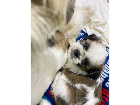 Shih tzu köpeği yavruları