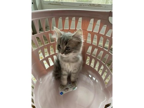 Cins kedi sahiplendirme acil