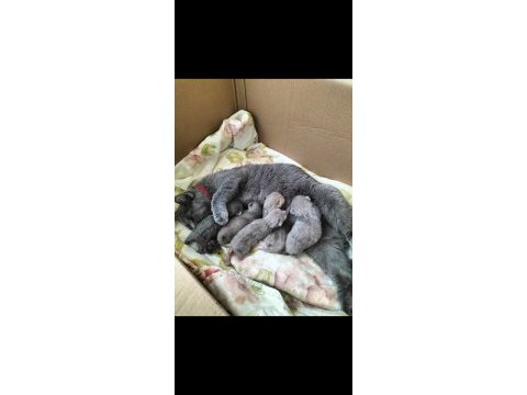 British shorthair yavrular rezerveye açıktır