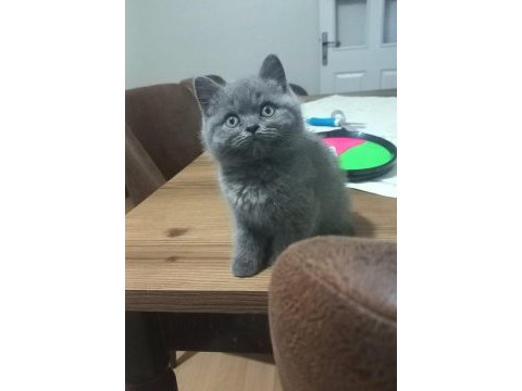 British shorthair 60 günlük yavrular sahiplendirilecektir