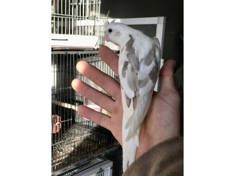 Yeme yeni düşmüş yavru sultan papağanı