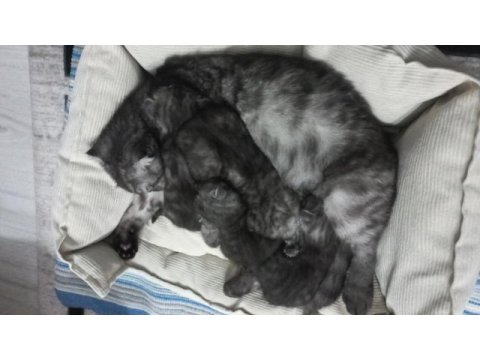 Scottish fold silver yavrularımız