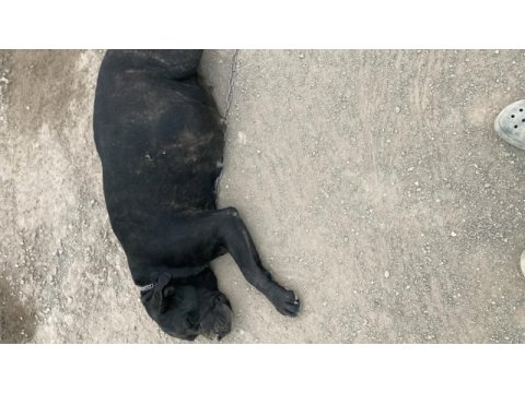 Cane corso yavruları yeni doğdu
