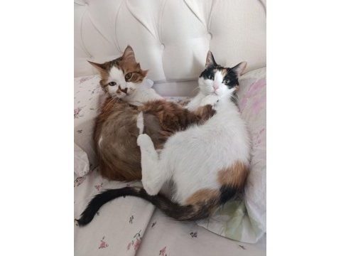 Kedilerimiz için ulaşın