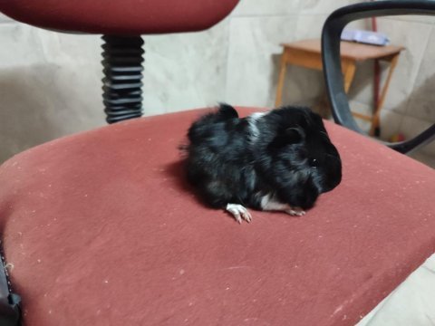 Guinea pig yavrular
