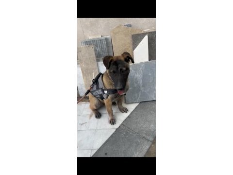 5 aylık dişi belçika kurdu