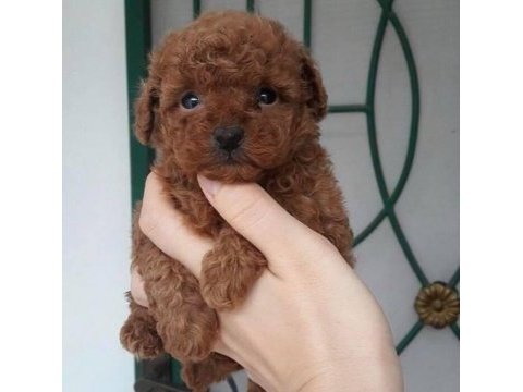 Safkan toy poodle köpekler