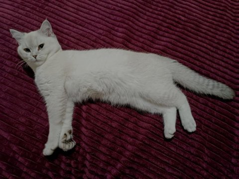 Safkan british shorthair bluepoint 6 aylık erkek