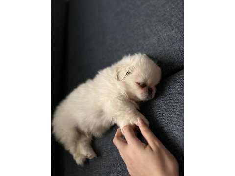 Kendine iyi bir aile ona sıcak bir yuva pekinez köpeği