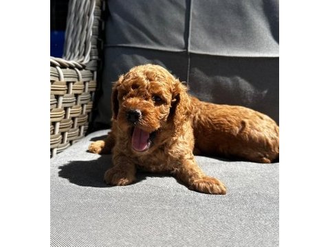 Orijinal red brown toy poodle yavrularımız