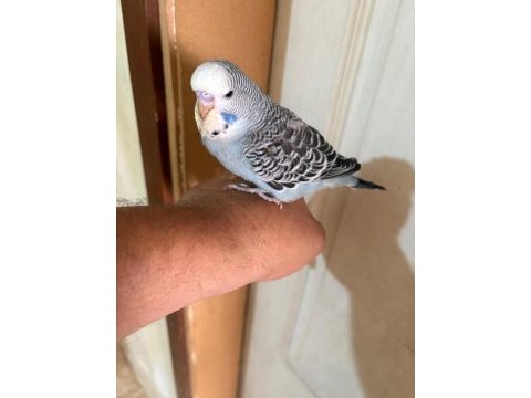 30 günlük kusursuz 3 jumbo erkek bebek muhabbet