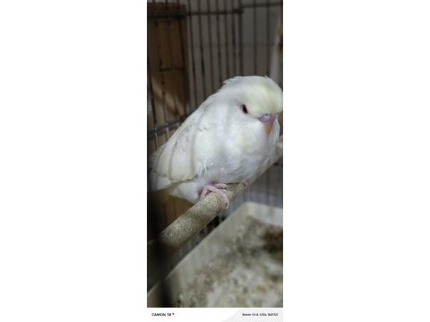 Taze taze muhabbet kuşları