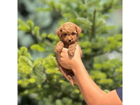 Toy poodle köpeği bebeklerimiz