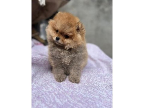 Satılık 2 tane safkan erkek yavru pomeranian