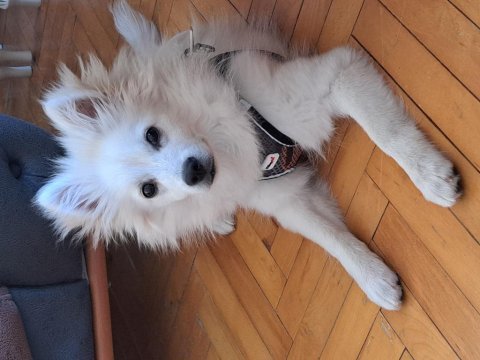 Yakışıklı spitz oğlum yeni yuvası için hazır