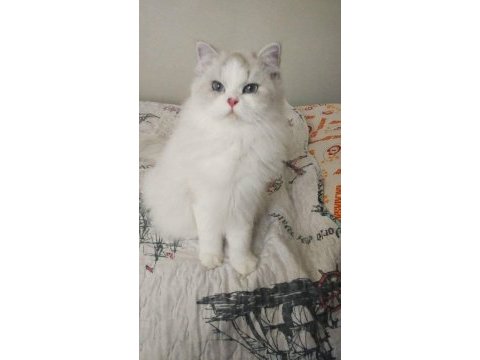 Show kalite longhair silver point british