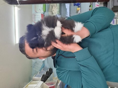 A kalite kara boncuk pomeranian