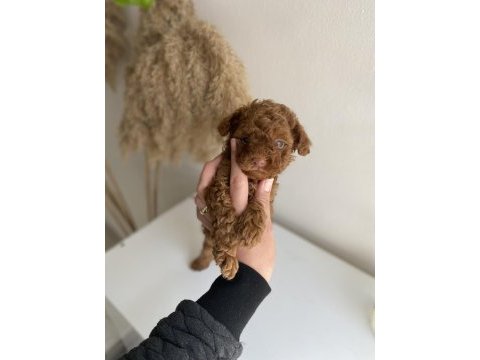 Korekan toy poodle erkek yavrumuz