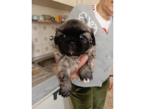 Pekinez yavru köpek dişi ve erkek