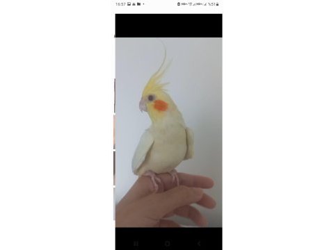 Isırmayan ele alışık yetişkin dişi sultan papağanı