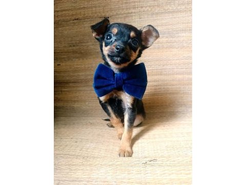 O bir avuç multi çocuk pinscher