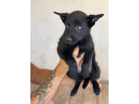 2 aylık siyah dişi malinois yavrumuz