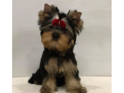 Mini minnak yorkshire