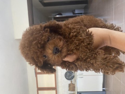 4 aylık erkek orjinal toy poodle