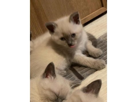 Yavrularımız 45günlük briman mama ve kum eğitimi vardır dişi
