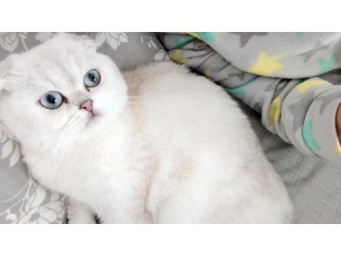 11 aylık scottish fold beyaz