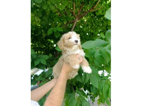 Maltipoo köpeğimize acil sahip arıyoruz