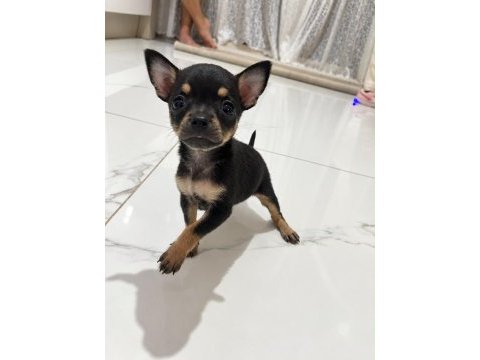 Minyatür pinscher yavrular