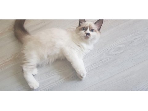 Safkan ragdoll yavrularımız sahiplendirilecektir