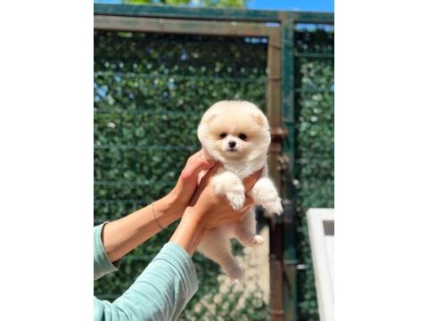 Sağlık ve ırk garantili pomeranian