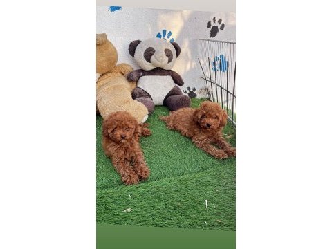 A kalite toy poodle yavrularım