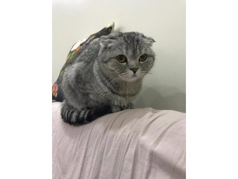 Scottish fold 2 yaşında