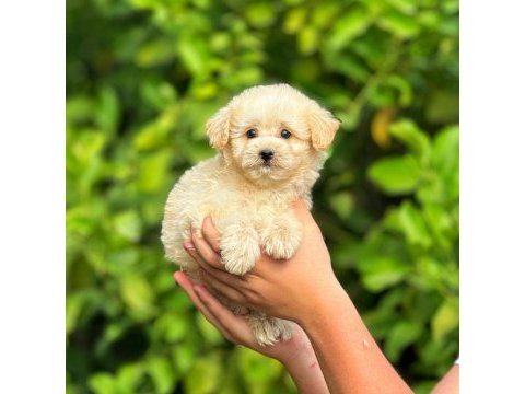 Irk ve sağlık garantili orjinal maltipoo yavrular