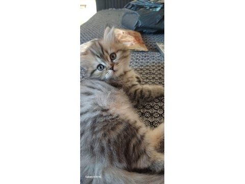 2 adet 2 aylık chinchilla yavru