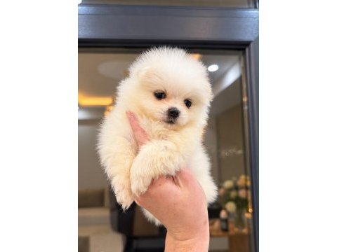 Pomeranian boo 
