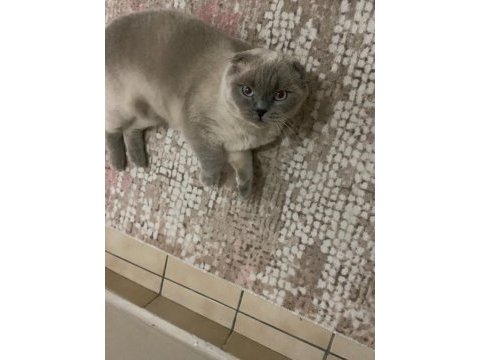 Erkek british shorthair kedisi