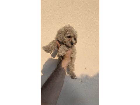 Maltipoo cinsi köpeklerimiz