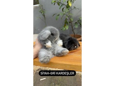 Hollanda lop tavşanlarımız