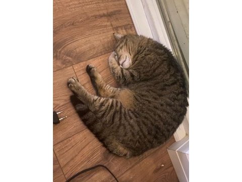 Ücretsiz sahiplendirme british shorthair