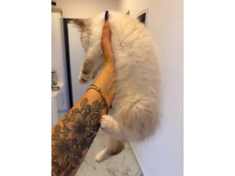 Ragdoll dişi