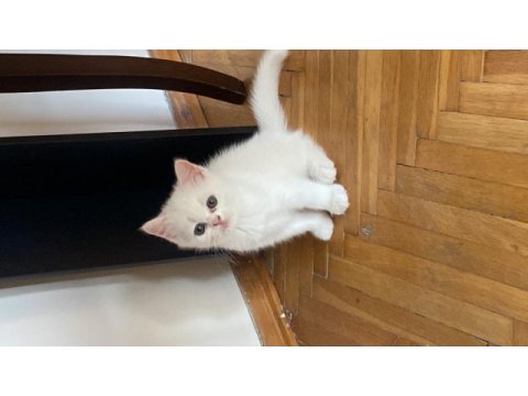 Silver tabby british shorthair