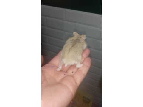 Avrupa safkan gonzales hamster yavrular
