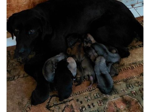 Labrador yavruları 3 günlük