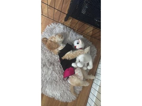 Tüm aşıları tam maltipoo